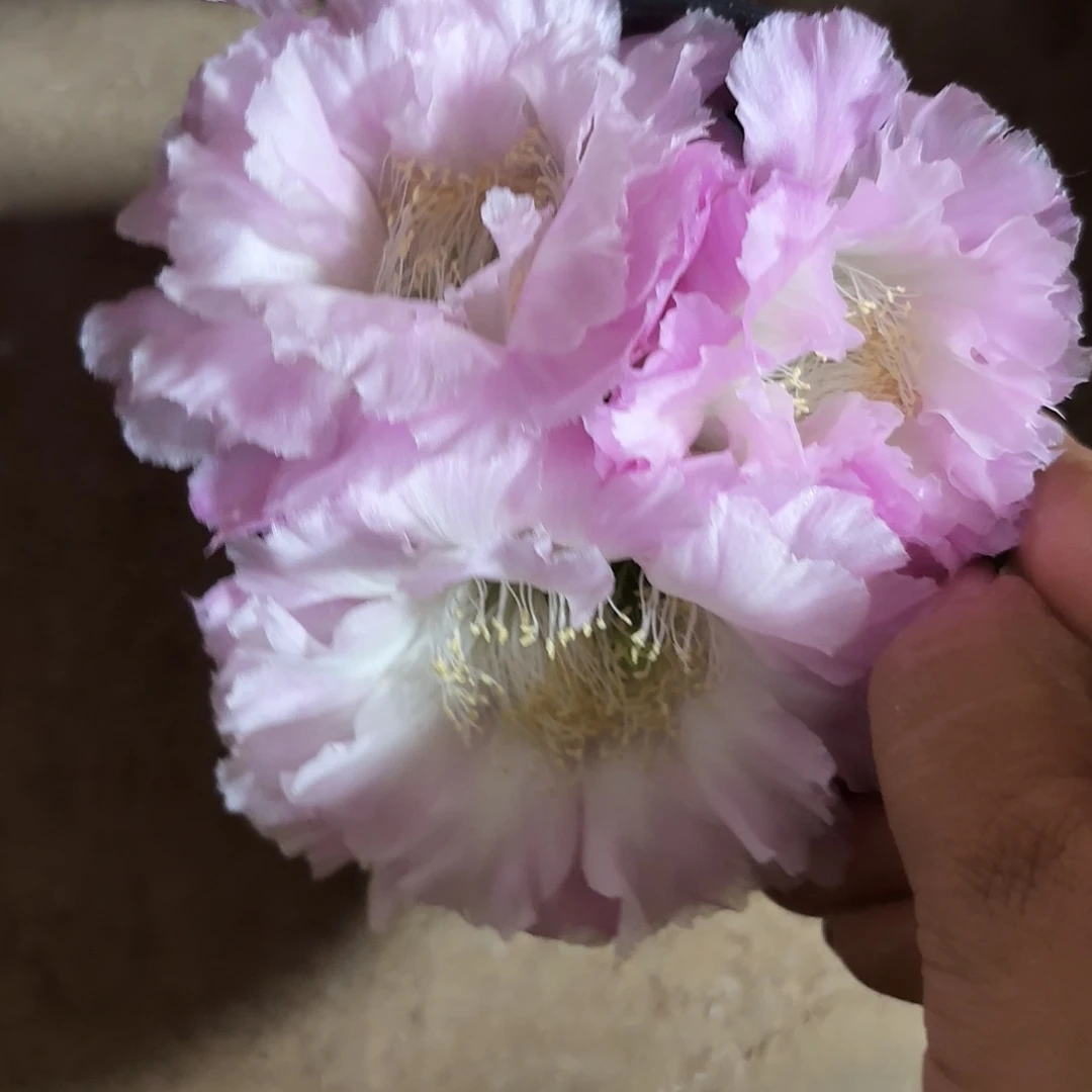 新粉落无根的呀四公分