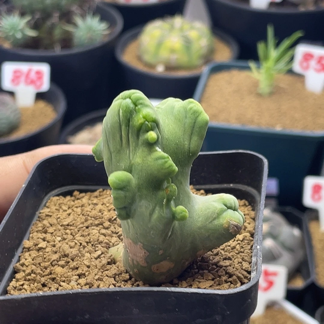 程程柱缀化仙人球