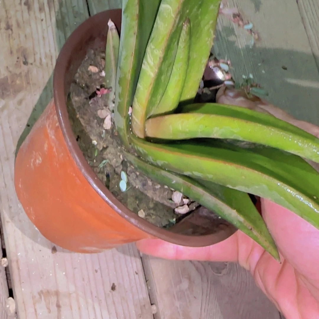 块根植物块根植物