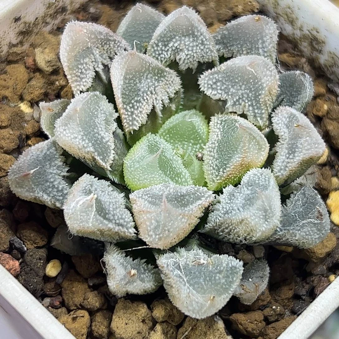 白帝城变异十二卷多肉植物