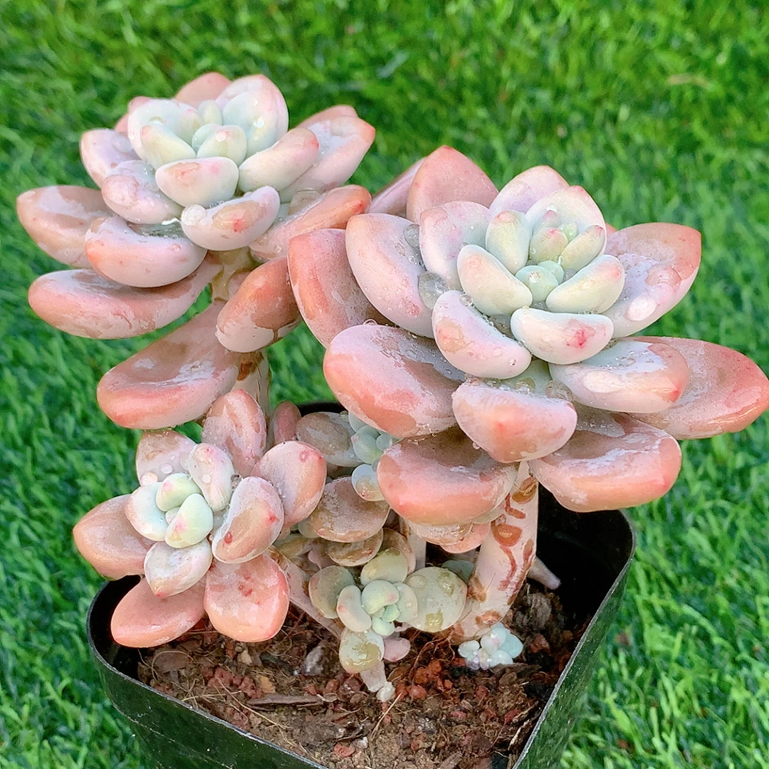 洛神七方多肉精品多肉植物盆栽阳台花卉好养一单包邮