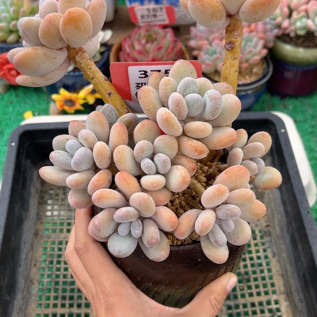 表妹精品多肉植物375