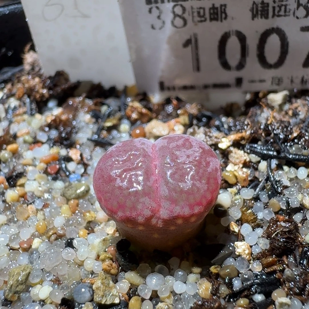 Sss精品生石花 1007