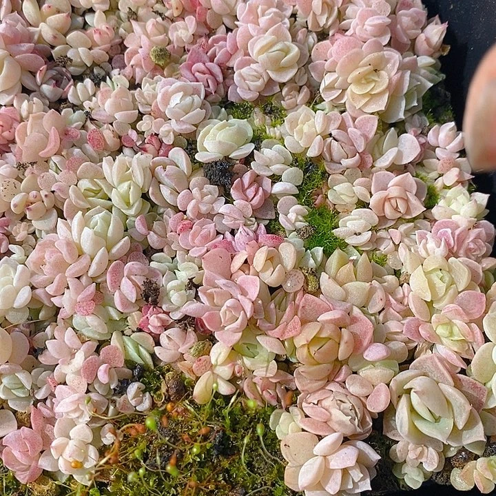 172 多肉植物盆栽花卉植物