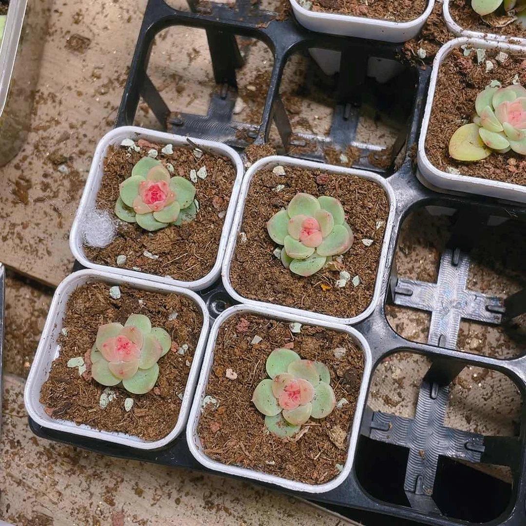 小T0 状态盆一个满25包邮