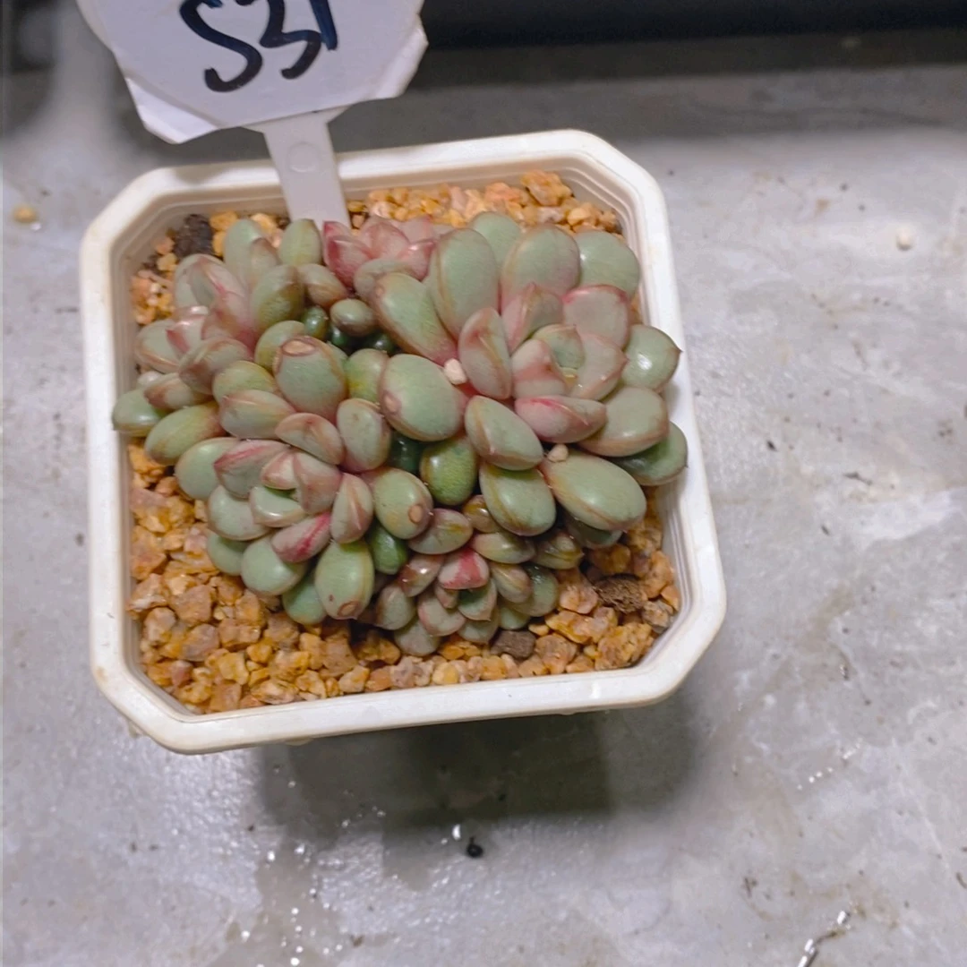 清*葡萄群多肉植物