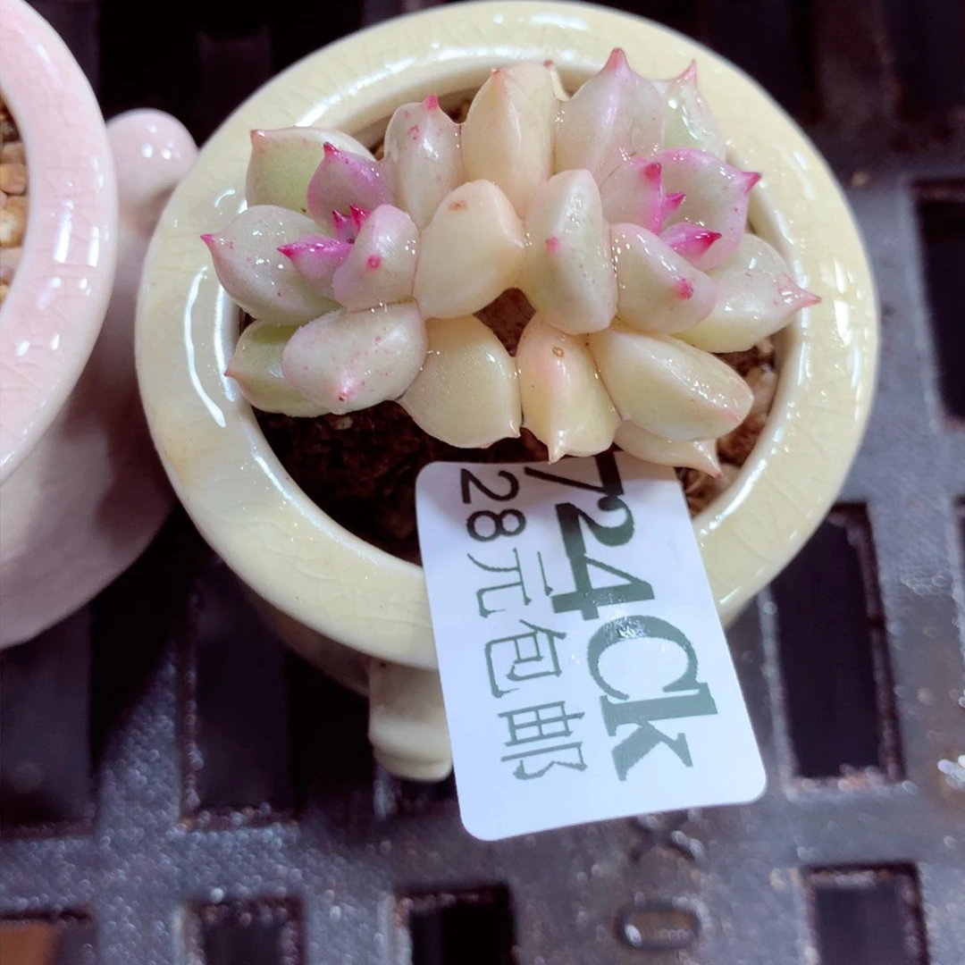 5厘米盆精控多肉724