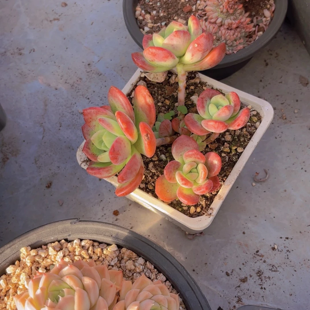 拉萨多肉植物0357