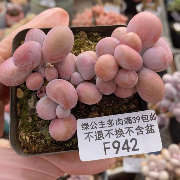 腰子桃蛋7cm942多肉植物