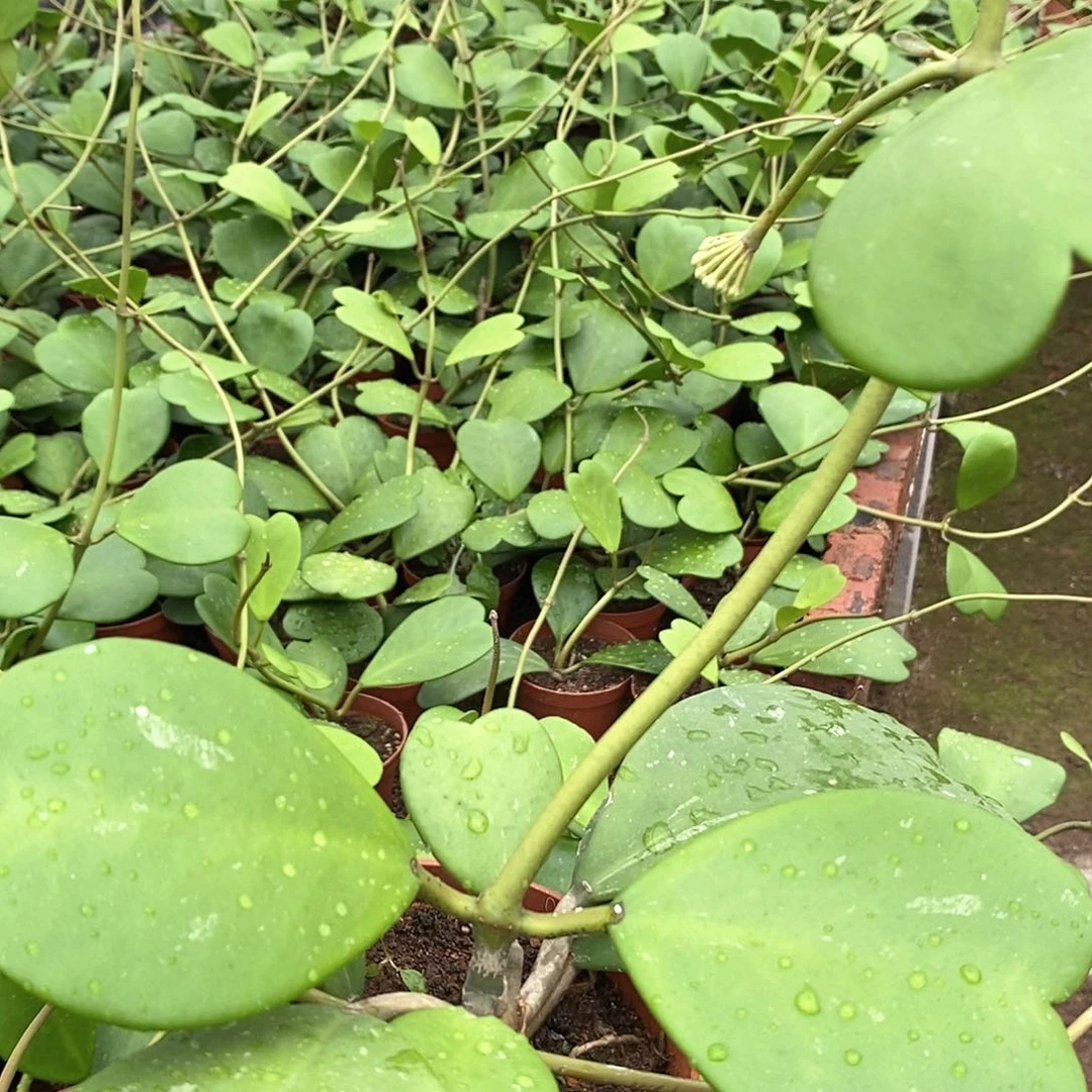 完全开放球兰四季长青室内种植