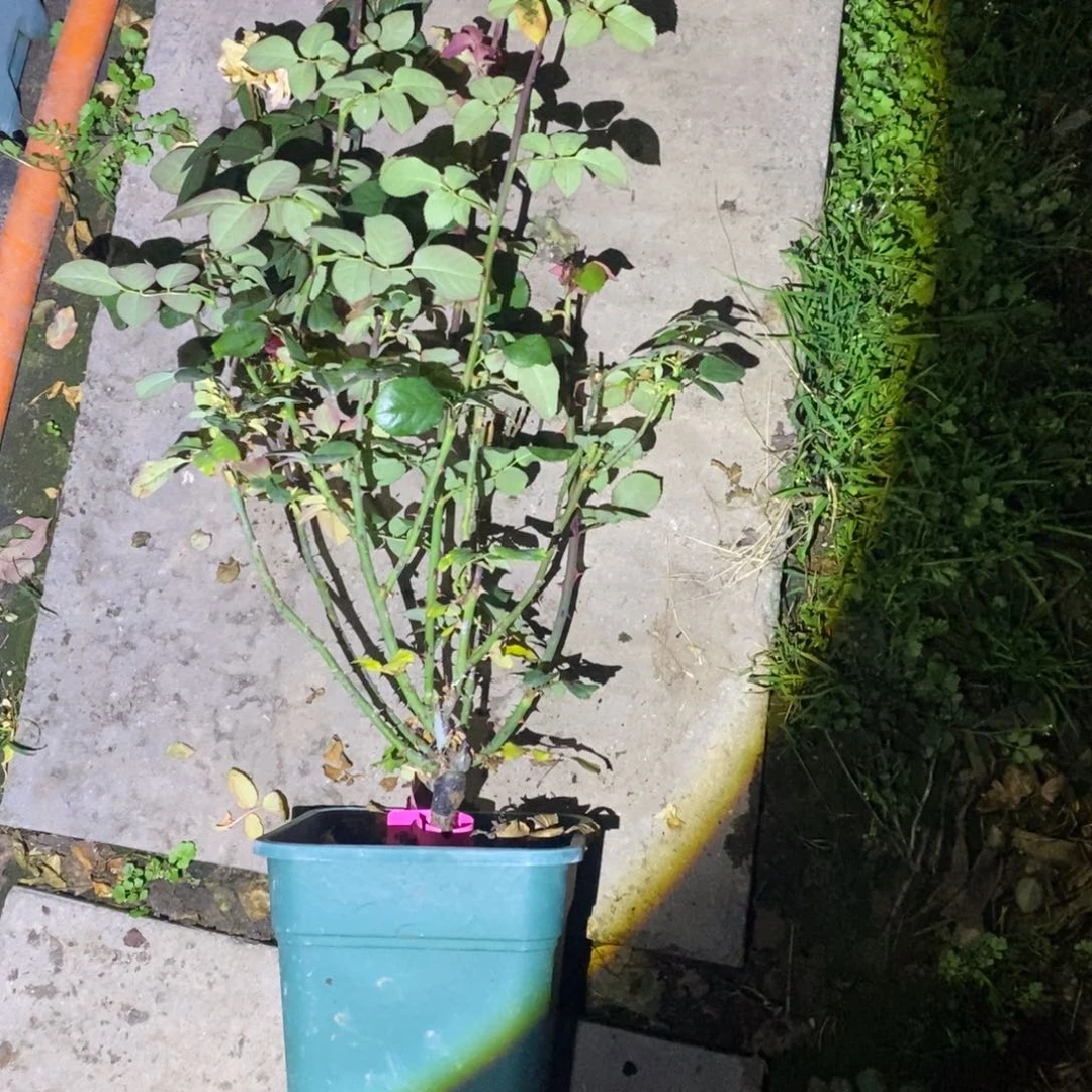 无花朵蝴蝶谷土球发货