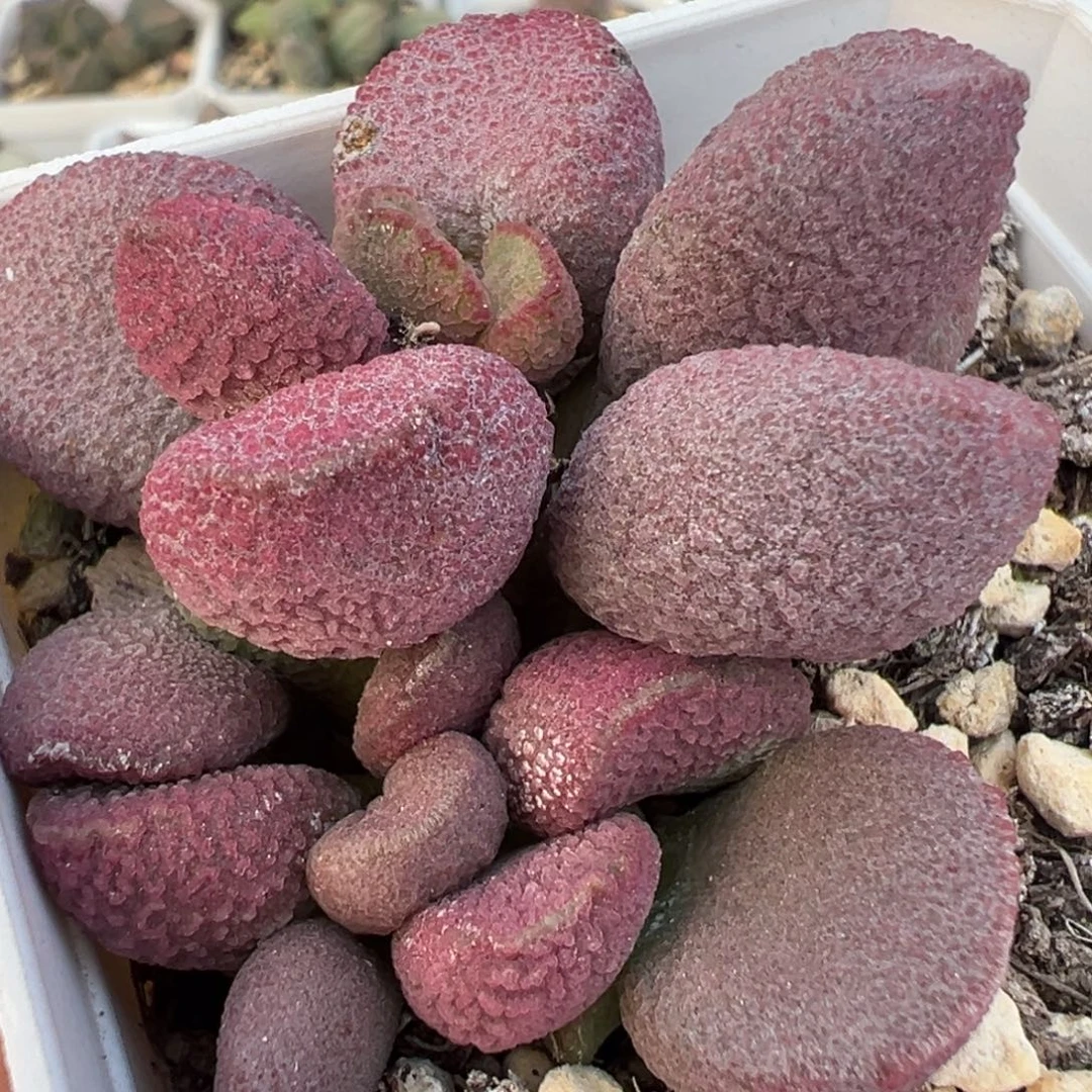 夏娃多肉植物水泡多肉植物水泡