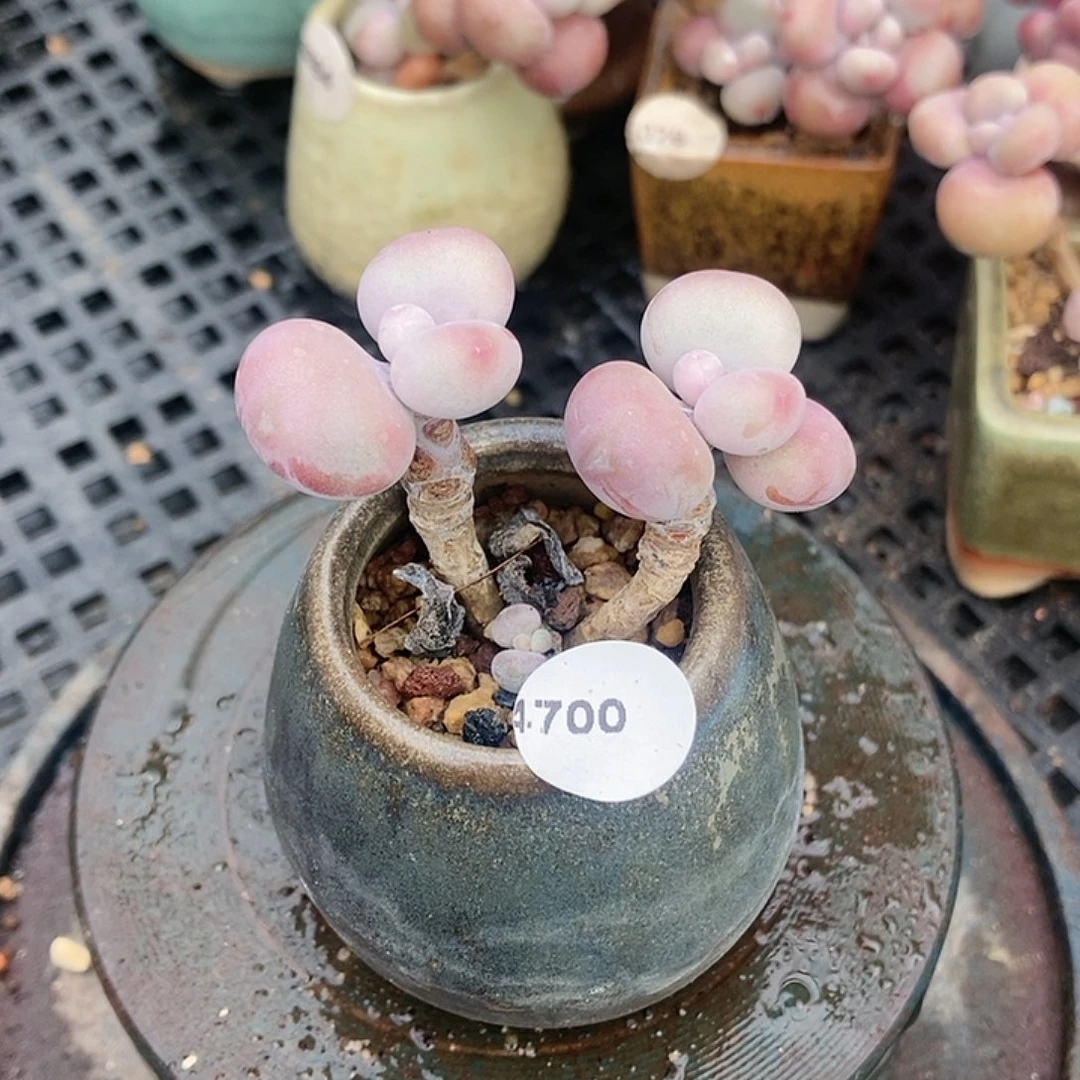 4700糖果腰子蛋带盆土