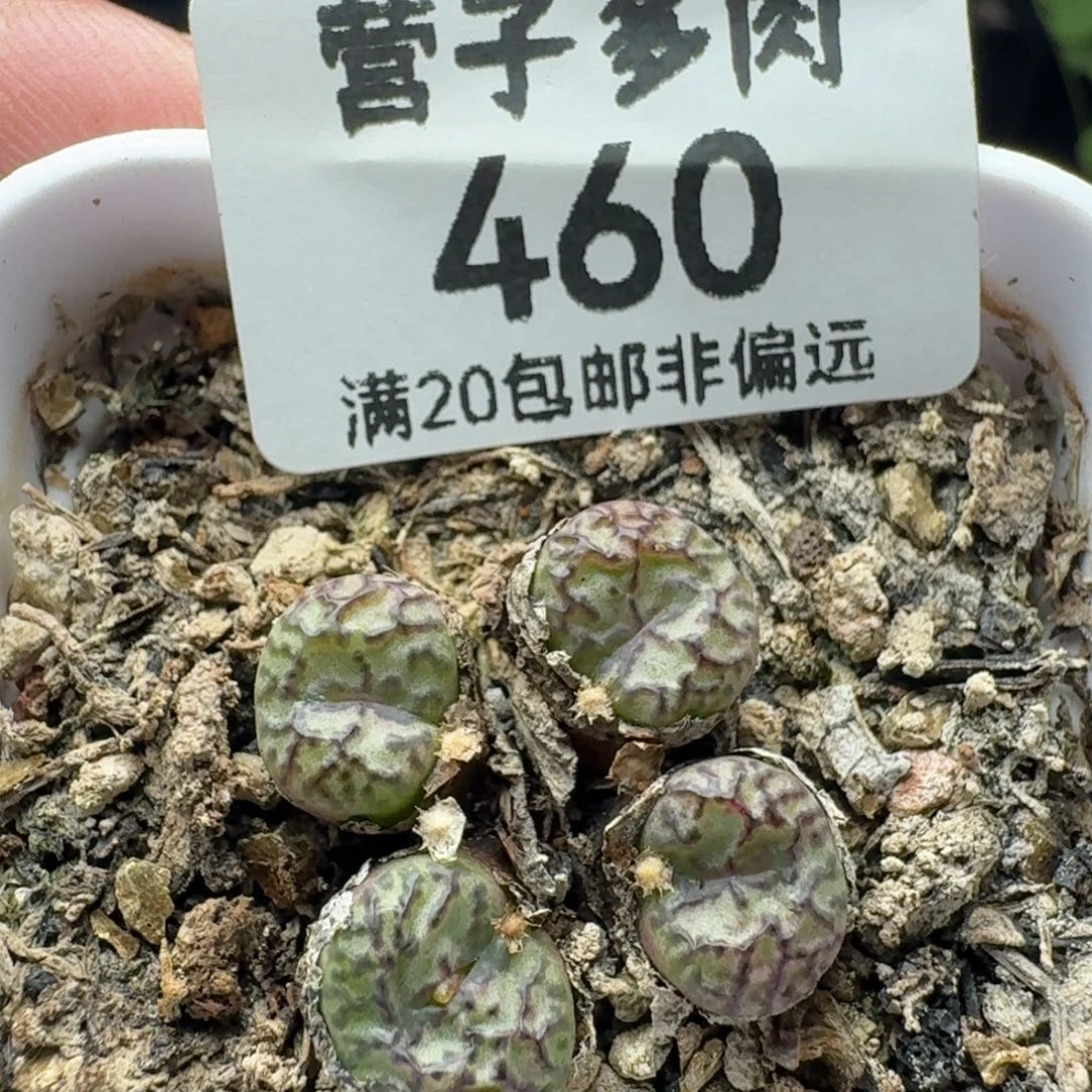 带盆土