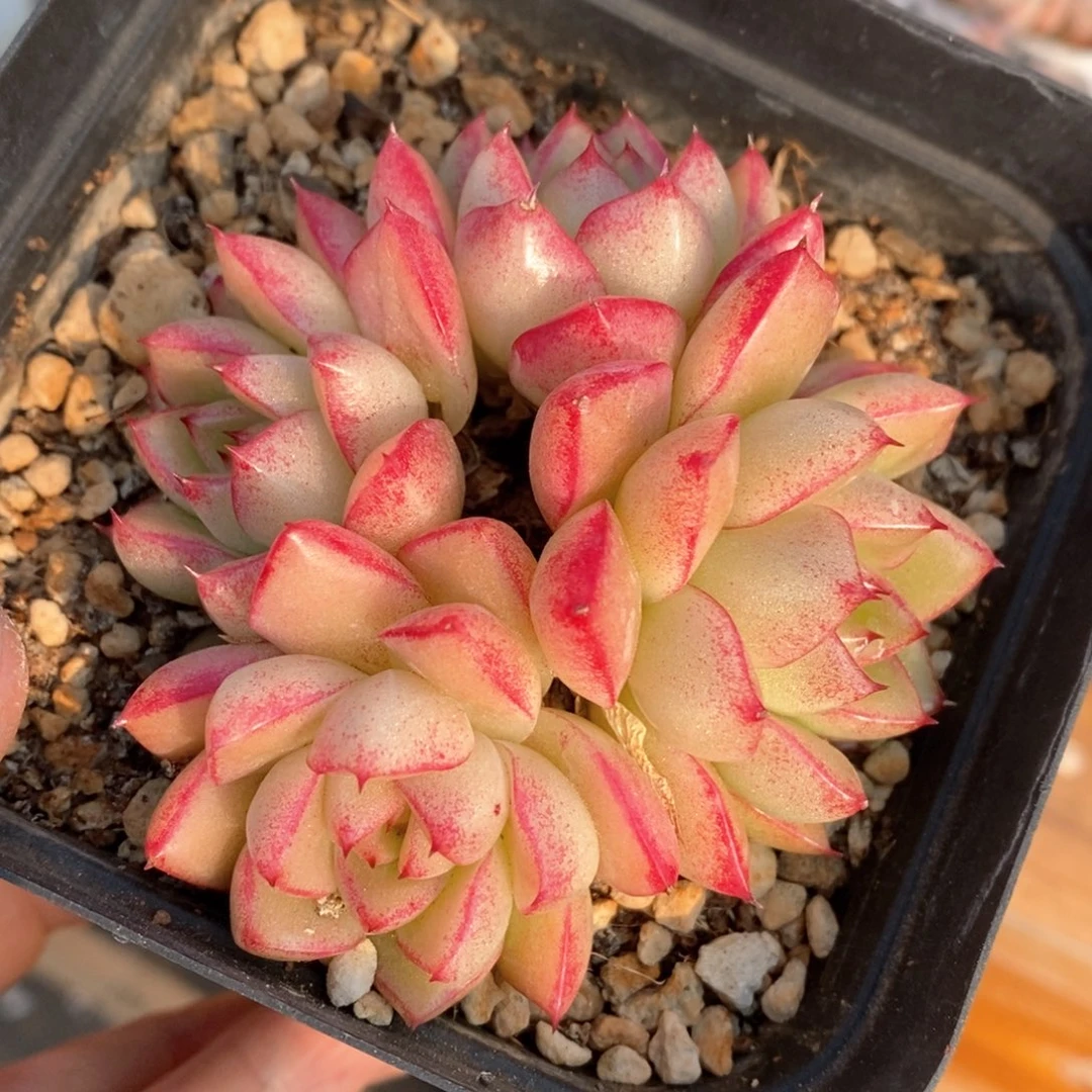 精品多肉一物一拍不包整188