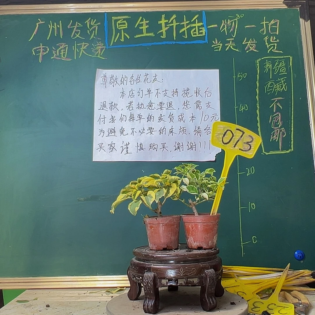 当前无花栽培后可以开花银边盲盒掌中宝 橙冰掌中宝073