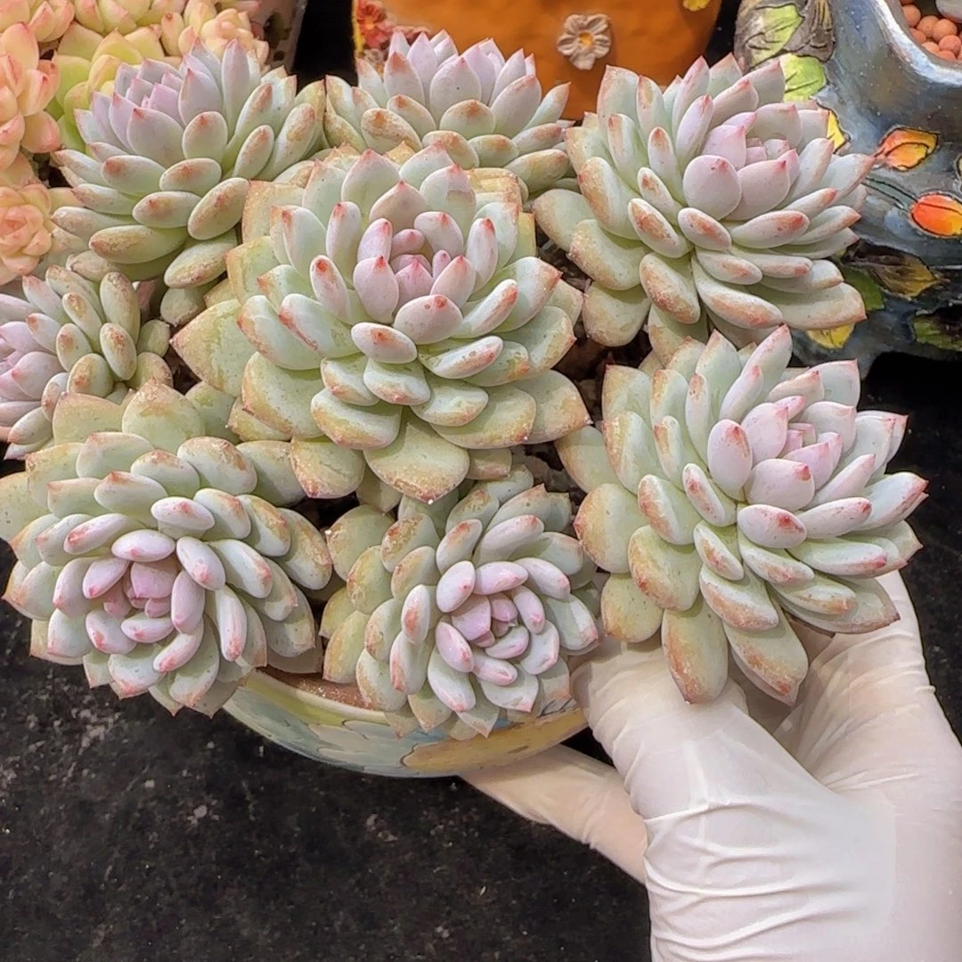 韩版星星橙手捧花