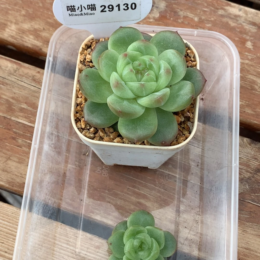橘****多肉植物杂交珍妮