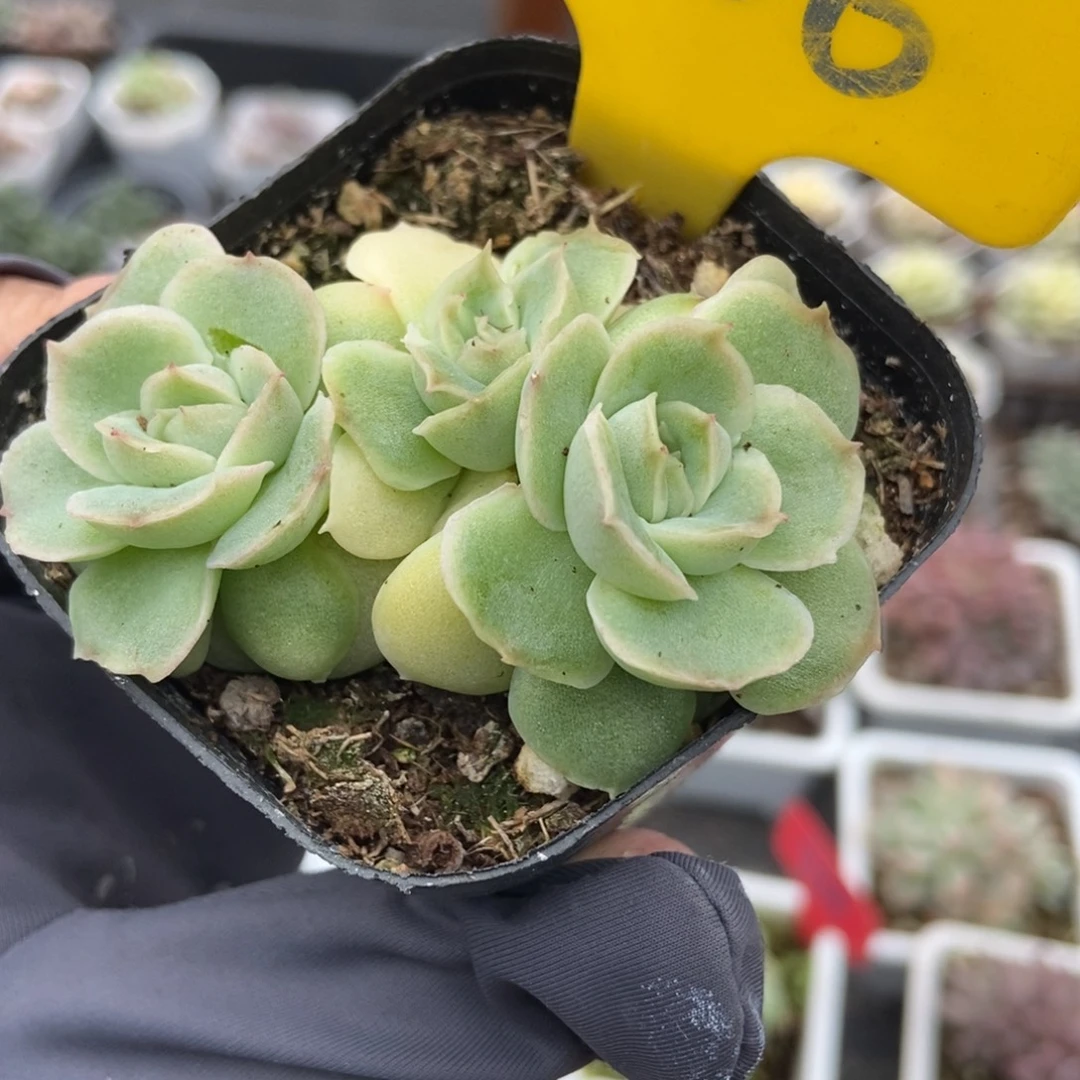866虾饺多肉植物多肉植物