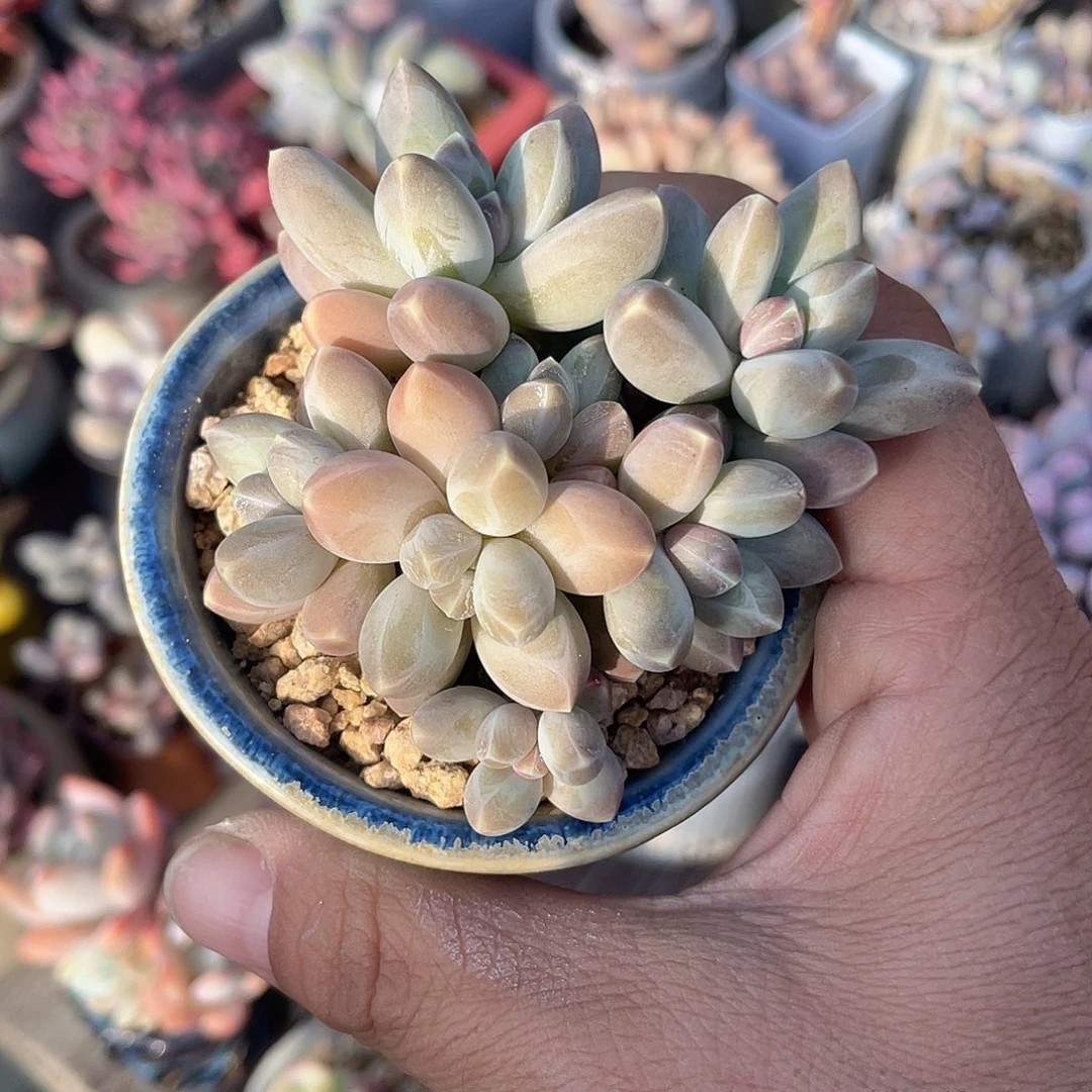 乌拉克拉 脱土发 6口盆