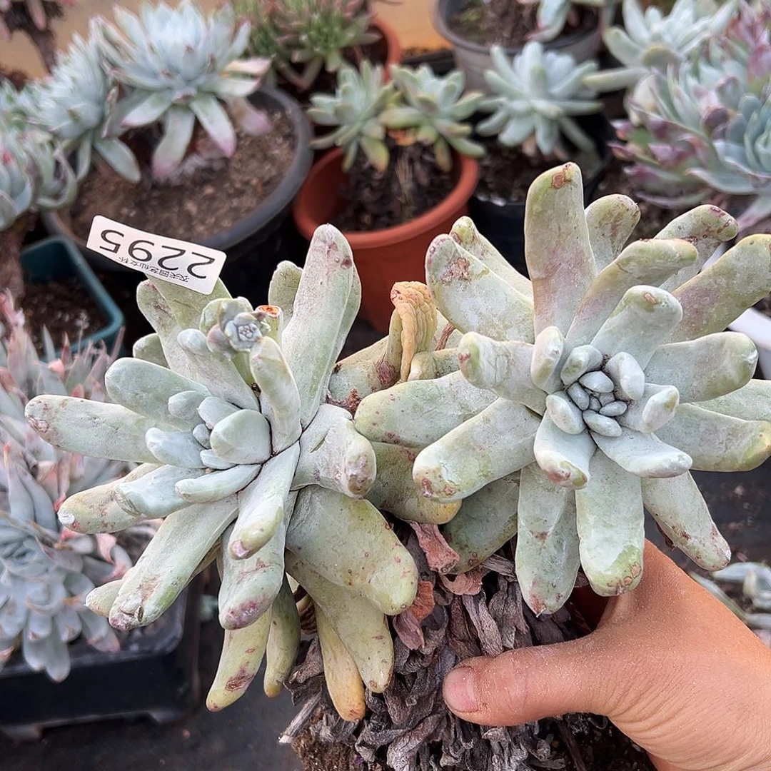 薄叶拇指帕奇飞徒仙女杯多肉。