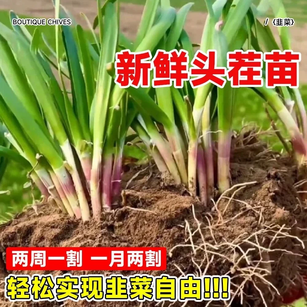 现挖先发当年新根韭菜根韭菜根苗菜苗蔬菜菜秧苗蔬菜秧苗蔬菜苗