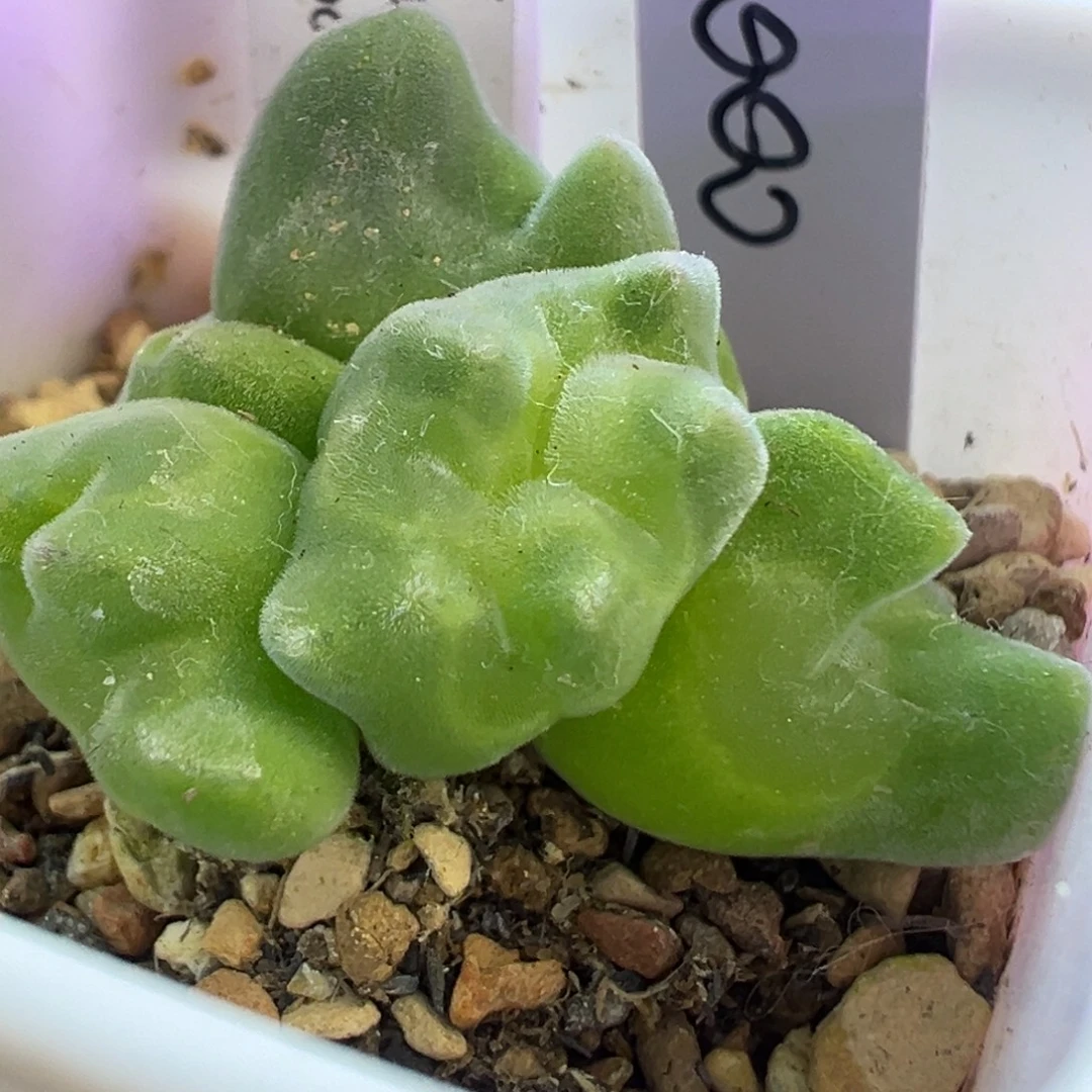 空蝉缀化 肉锥植物