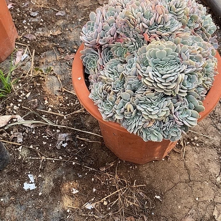 天赐缀化下单包邮