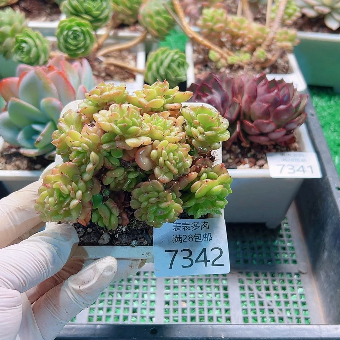 无花朵多肉一物一拍7342