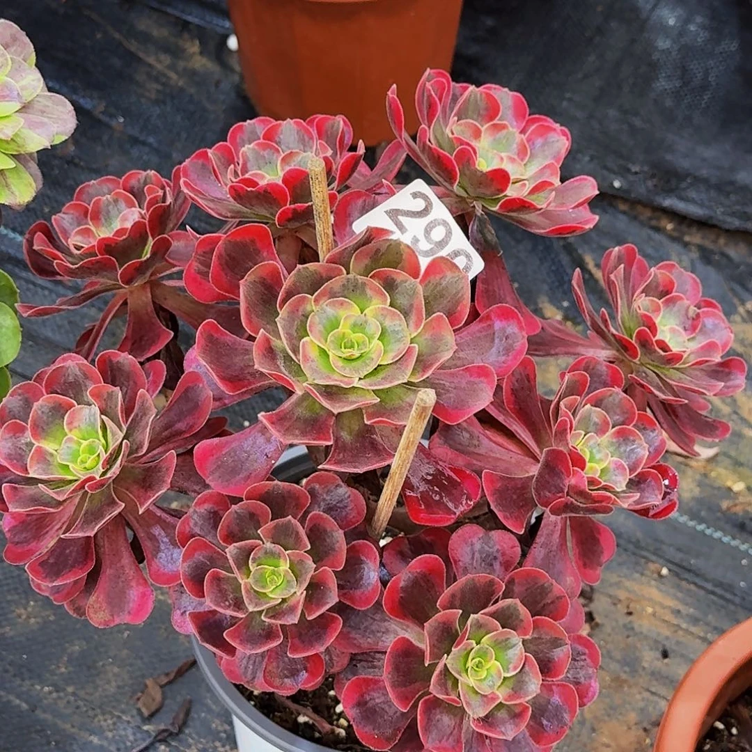 290爱神法师植物多肉