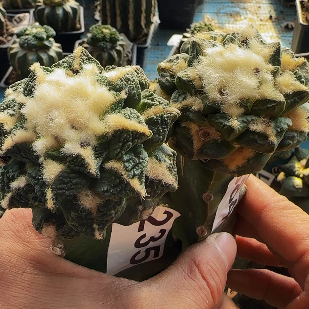 两个龟甲的584235