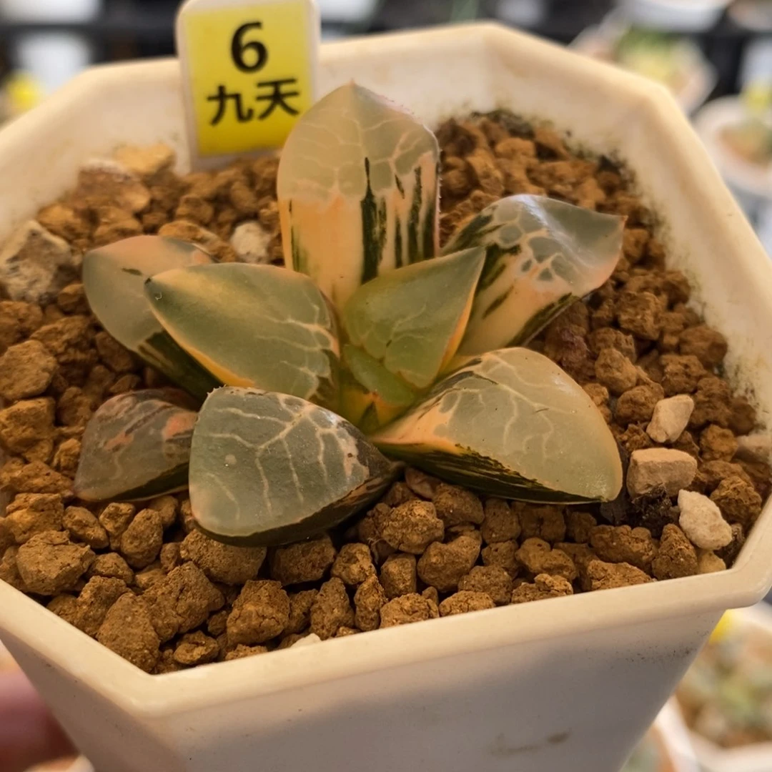 6号火凤凰克锦多肉