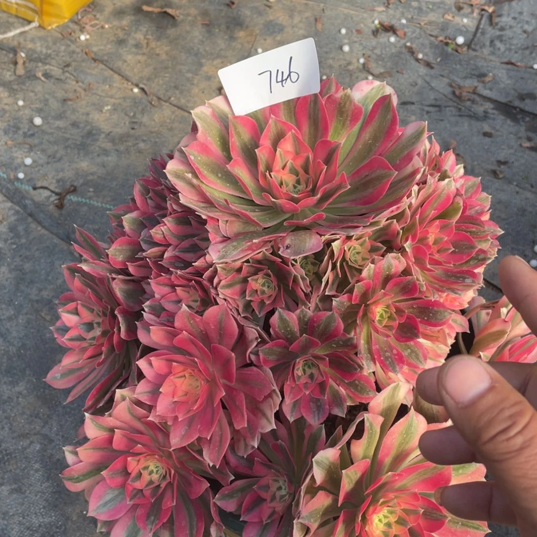 老五多肉74611111