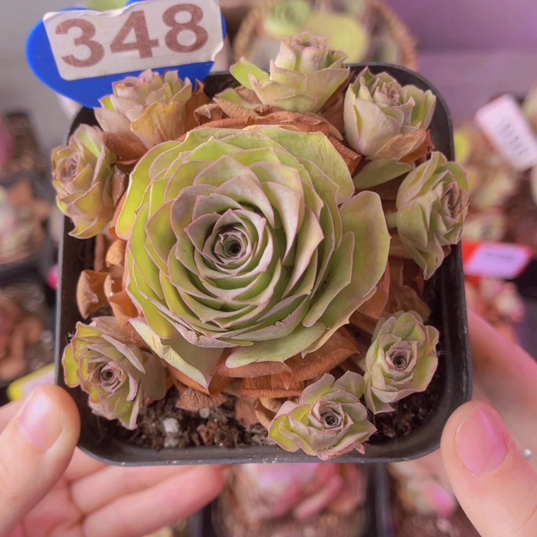 单品一物一拍紫鸢348号