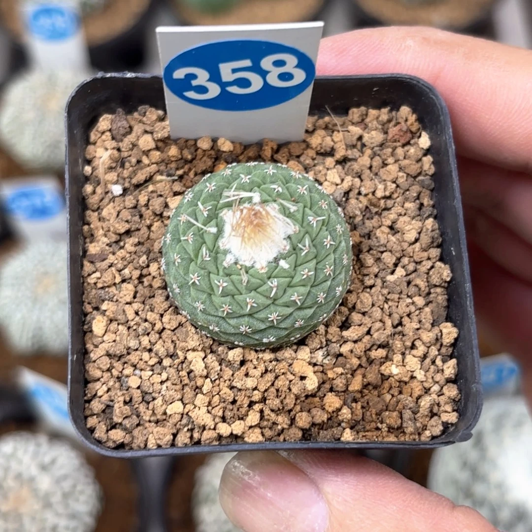 358实生菊水带盆带土发货