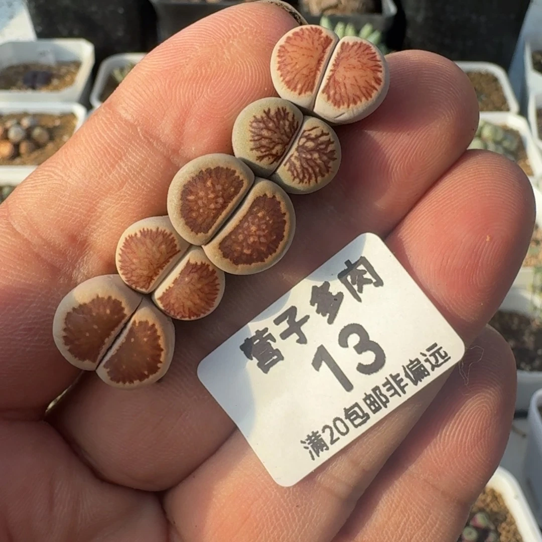 菊。