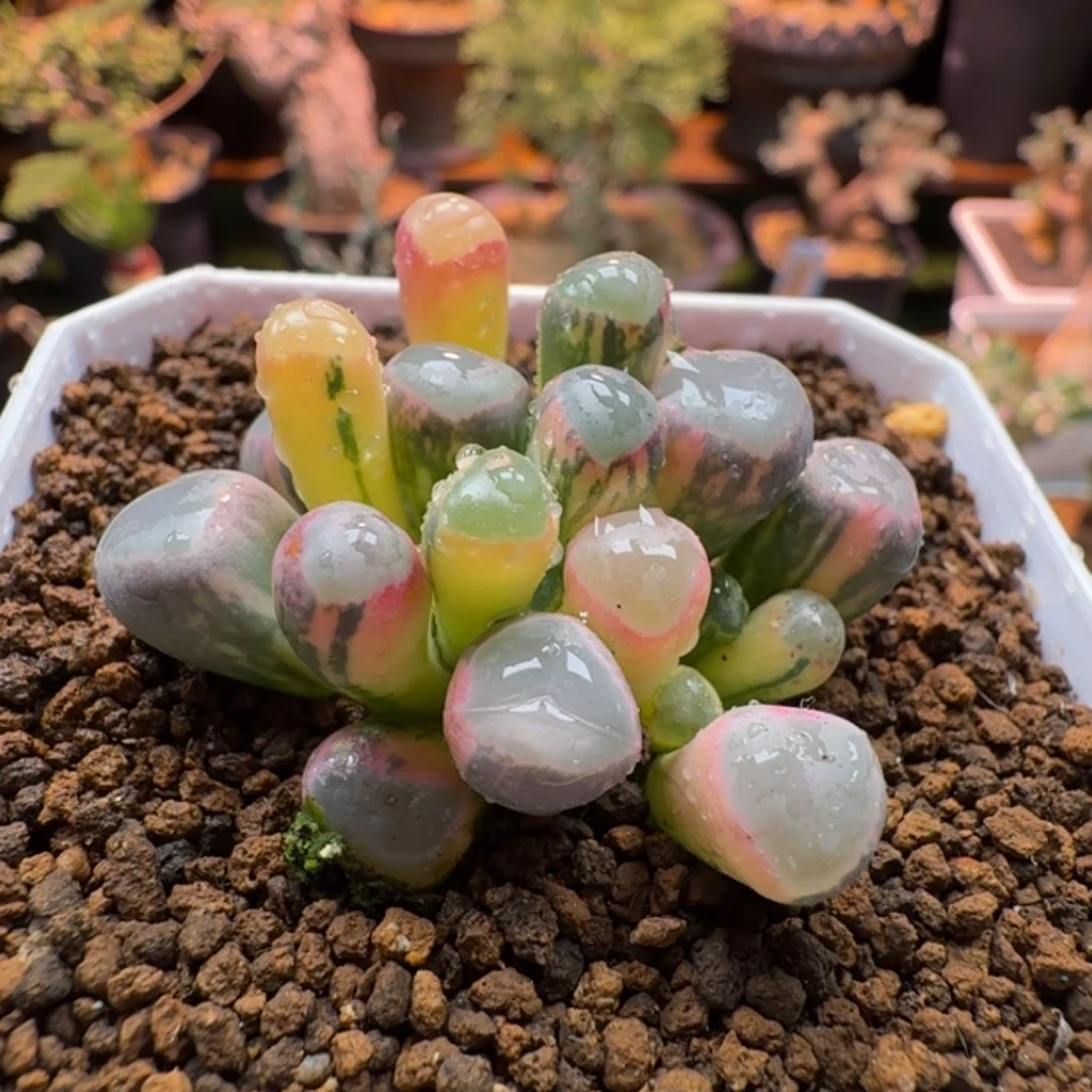 五十铃玉锦337 仙人球