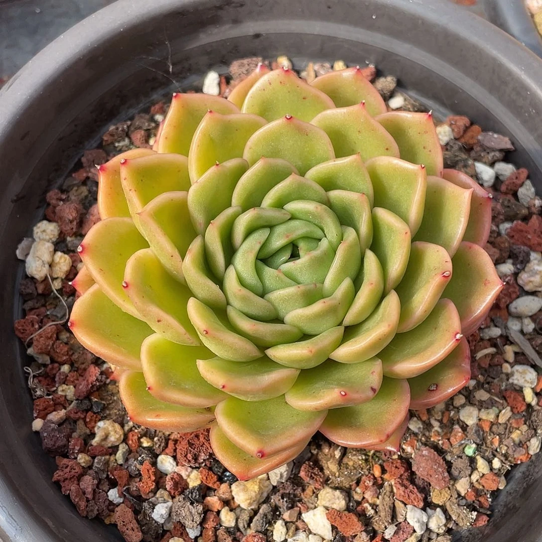 多肉植物一物一拍