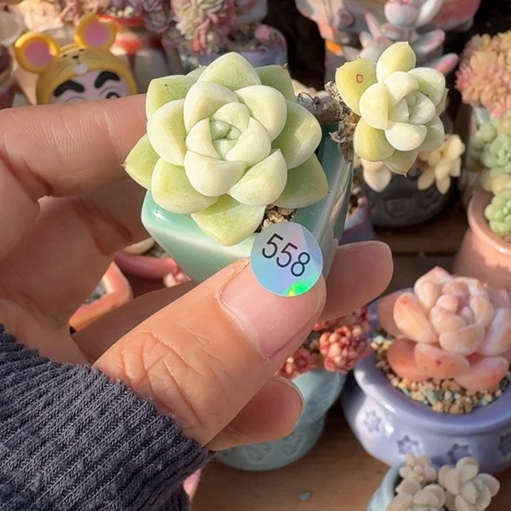 558 多肉含盆土30元包邮除偏远
