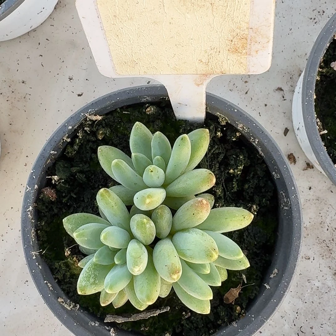 阿蒂斯托00000000000000