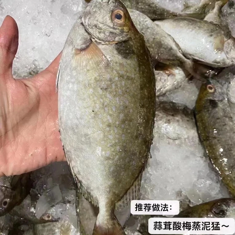 惠来神泉本港新鲜海捕野生泥猛鱼口感鲜美真空包装