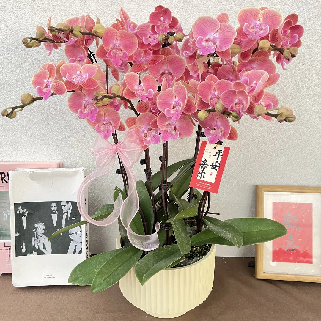 蝴蝶兰《唯美 》优质苗青带花带花苞 源头基地直发