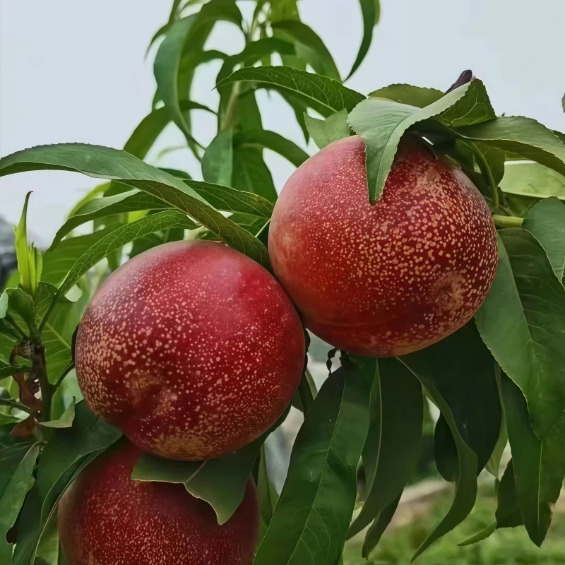 山东蒙阴脆桃红油桃果园现摘现发黄心油桃脆爽当季水果桃子