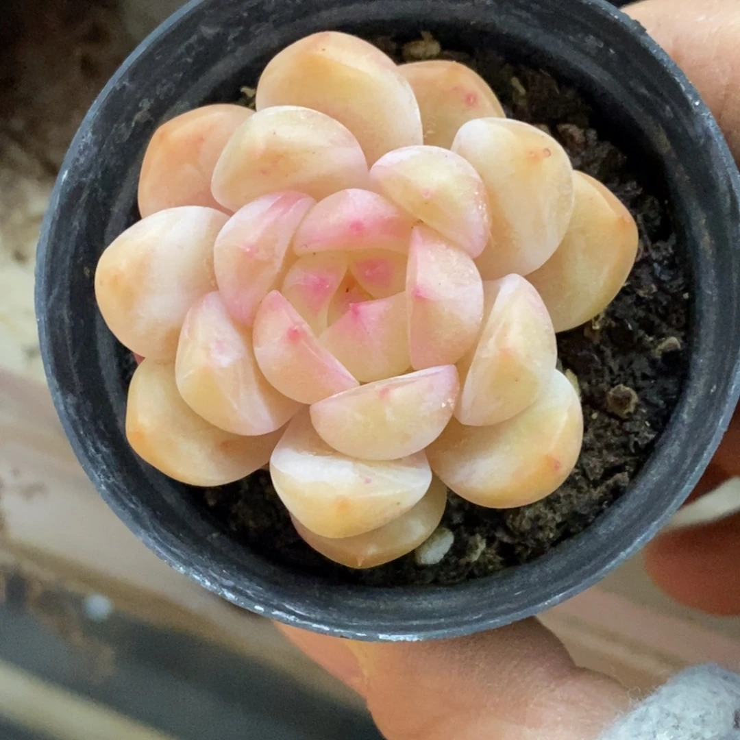 精品多肉一物拍不包整109