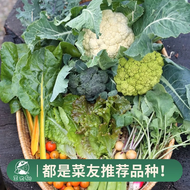 【好吃好种可盆栽】蔬菜种子罗马生菜羽衣甘蓝包菜叶菜种子