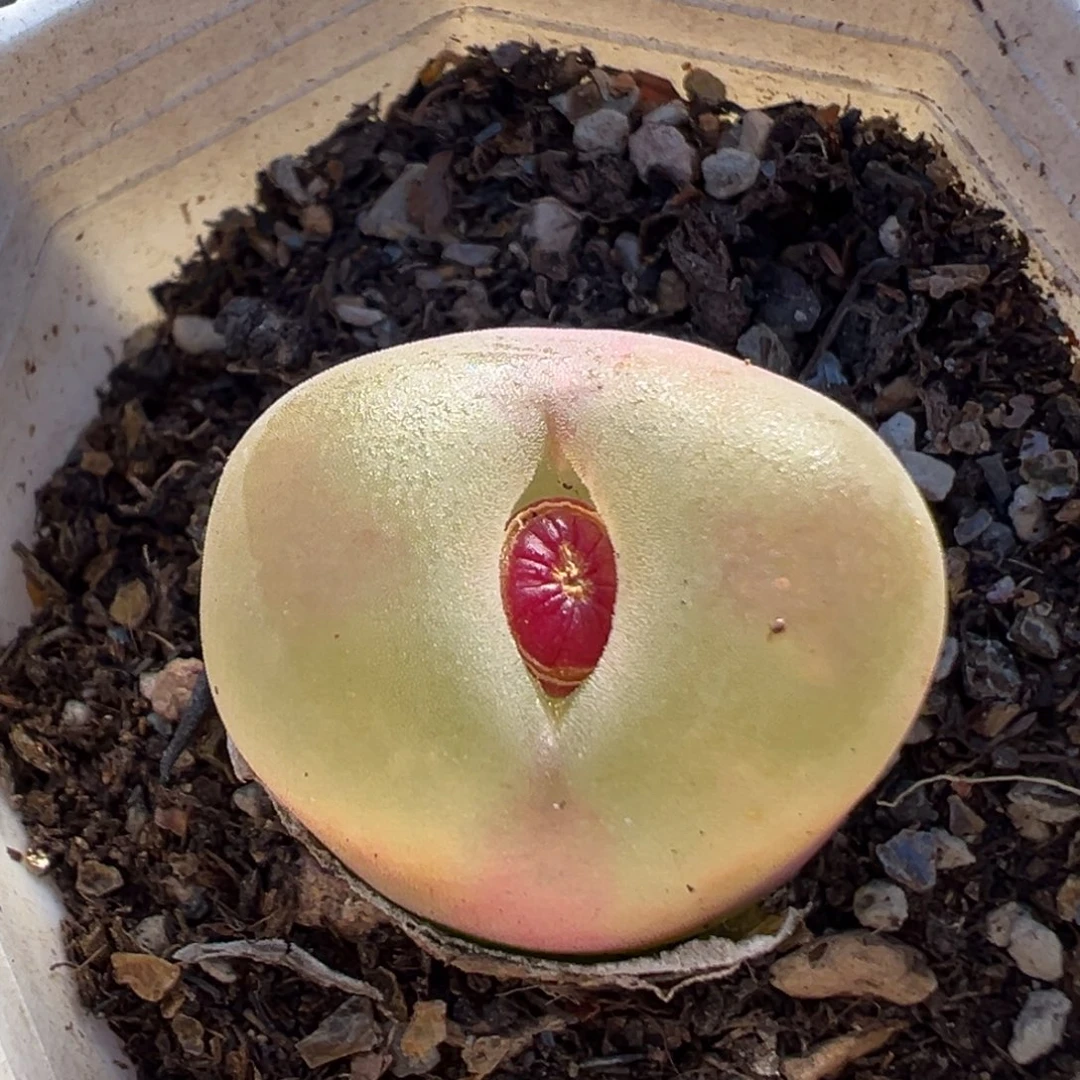 71多肉植物百科植物