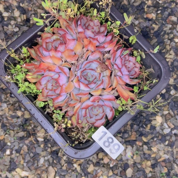 轻轻一点，直接输入上屏189