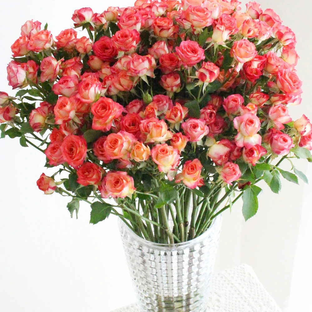 《爱丽丝》云南直发爱丽丝多头玫瑰鲜花