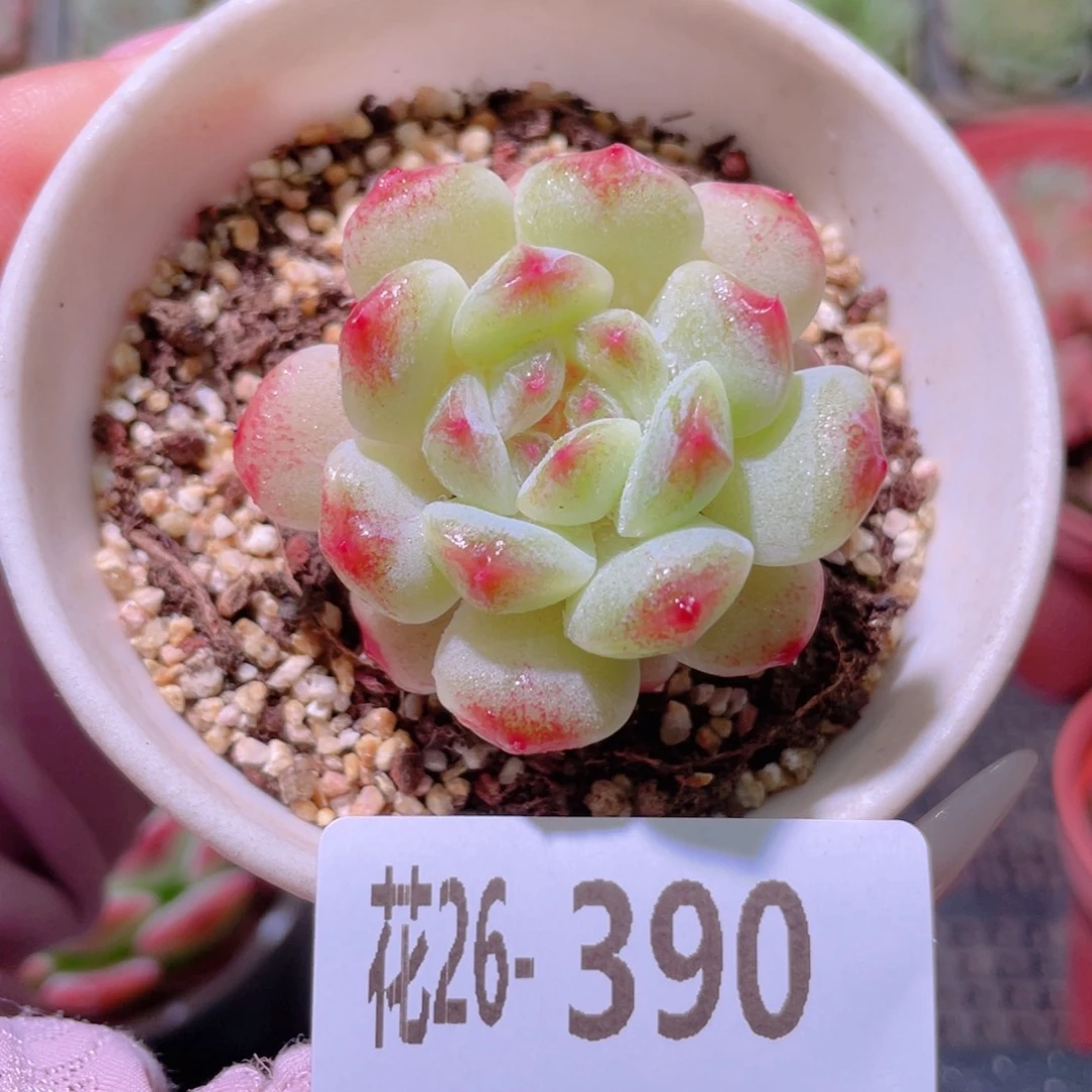 花利美26-390秘境冰魄