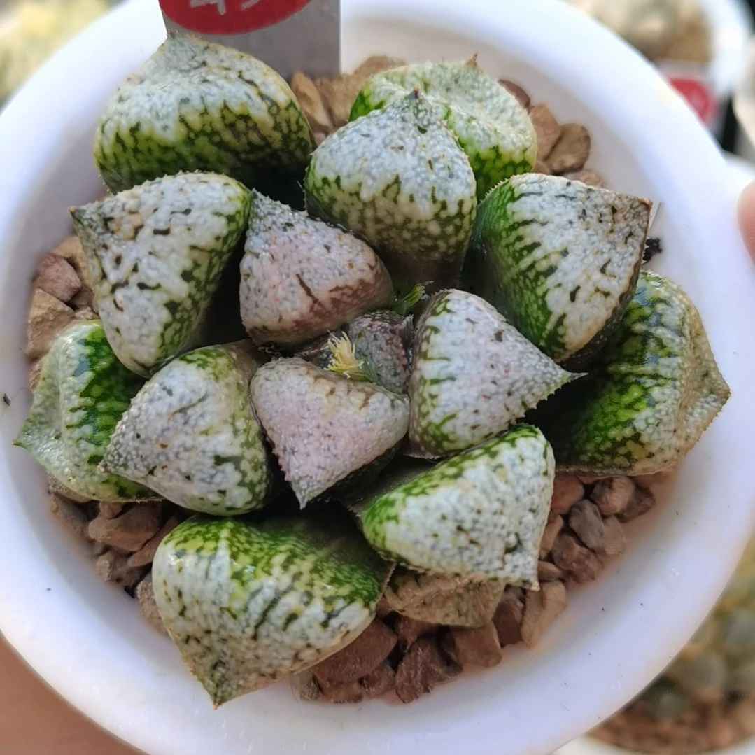 497号实生丸叶白银一物一拍带盆土发货